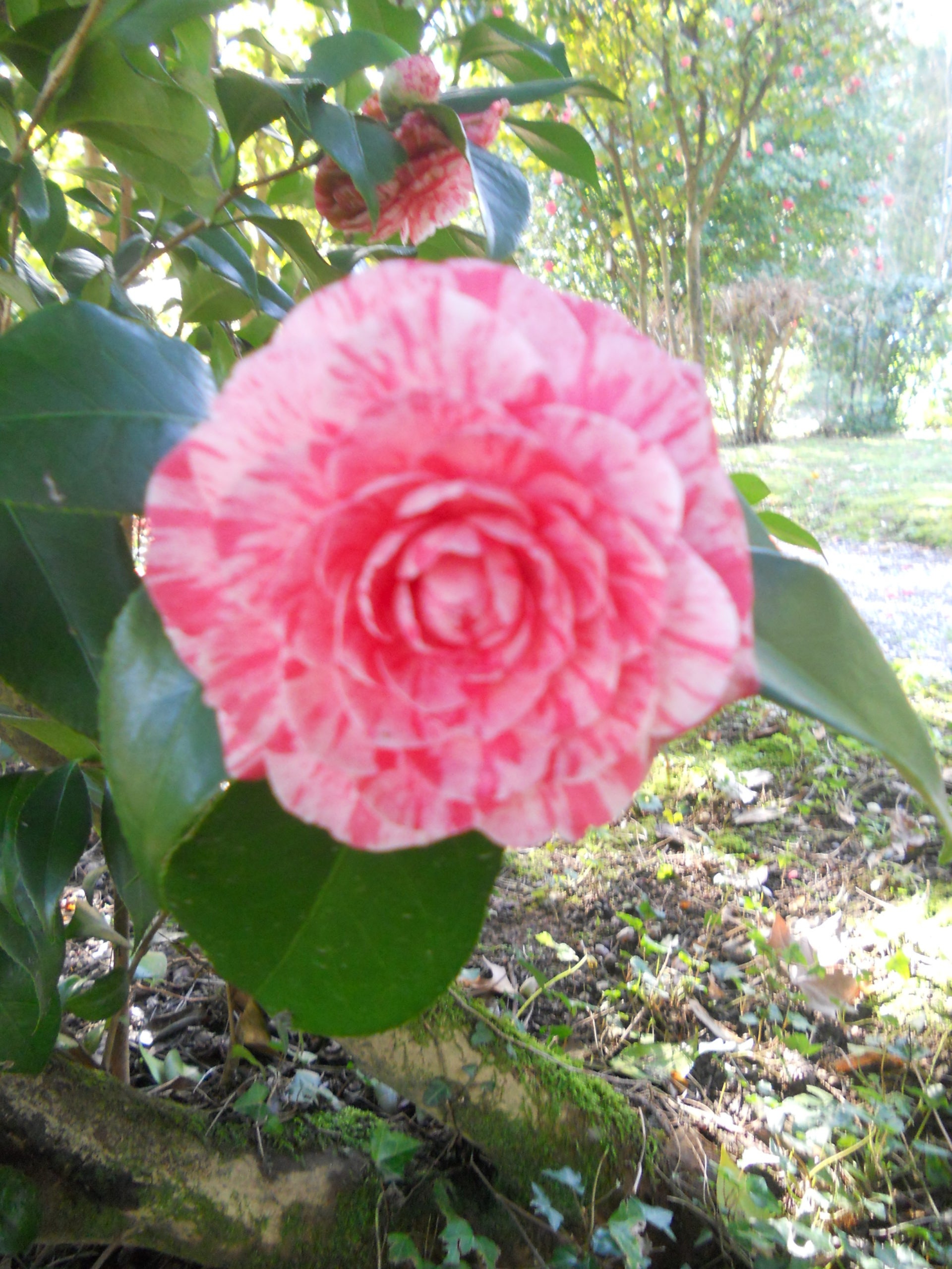 Unexpected Ending! What Happens After The Camellias Bloom? - a7h6mzr