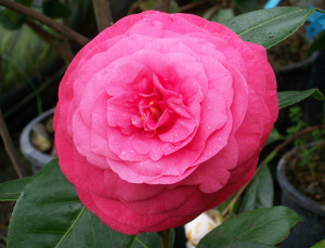 camellia pia pera