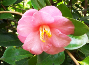 camellia stefania giannini