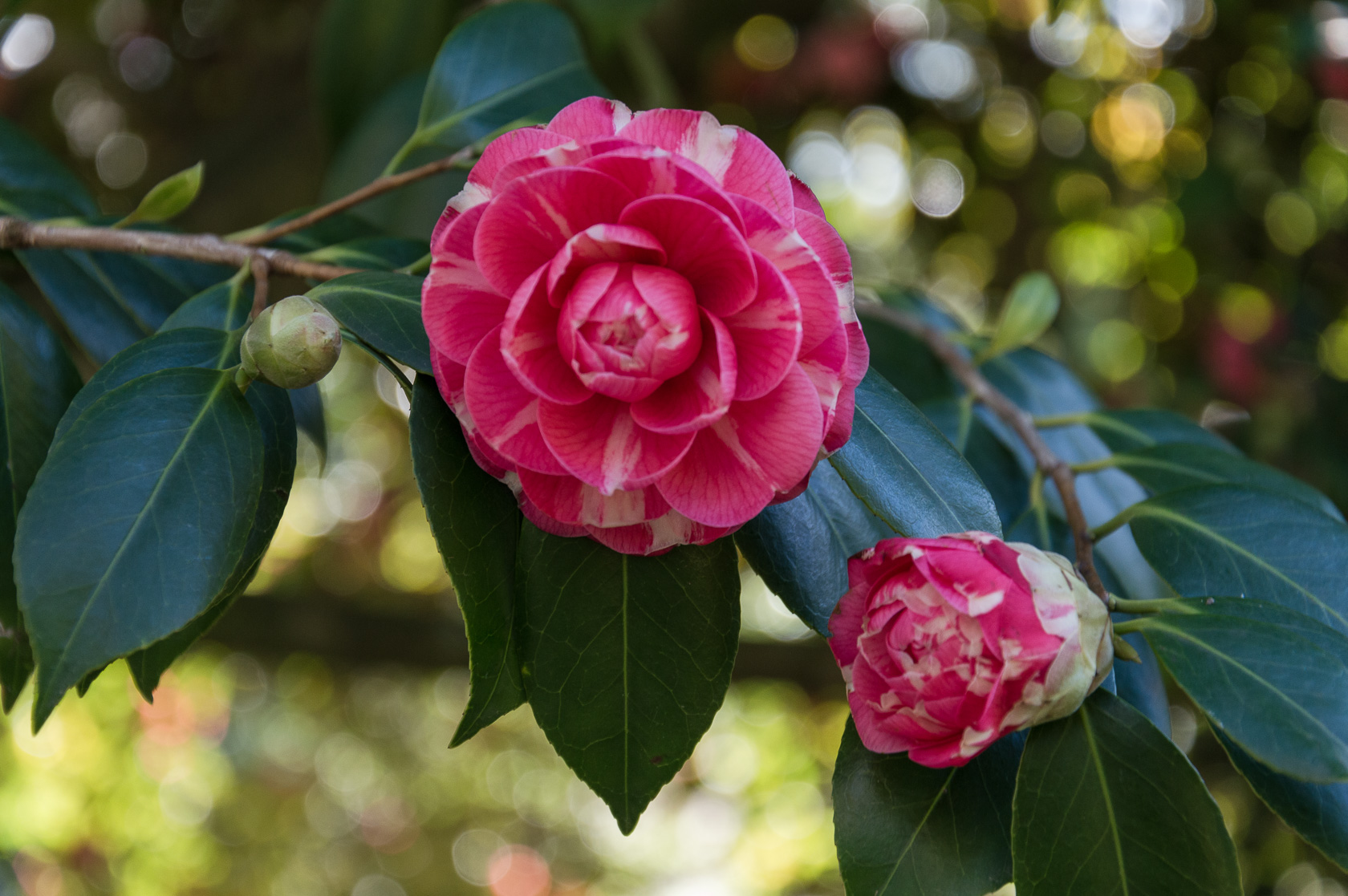 Camellia - Villa Reale di Marlia