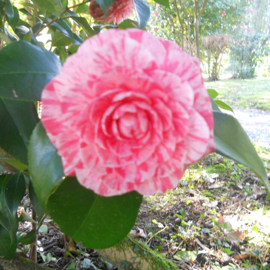 CAMELIE IN FIORE: una smisurata passione!