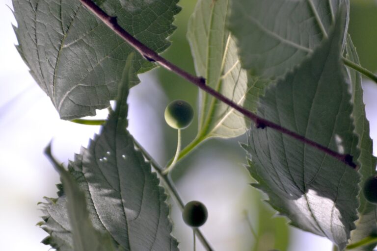 European Nettle Tree