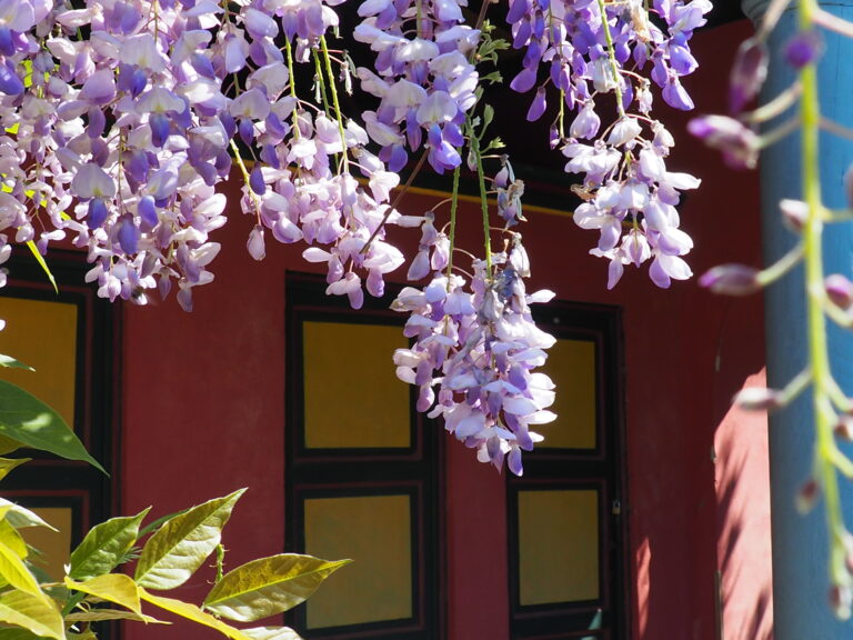 Glicine e ancora camelie: nuove fioriture