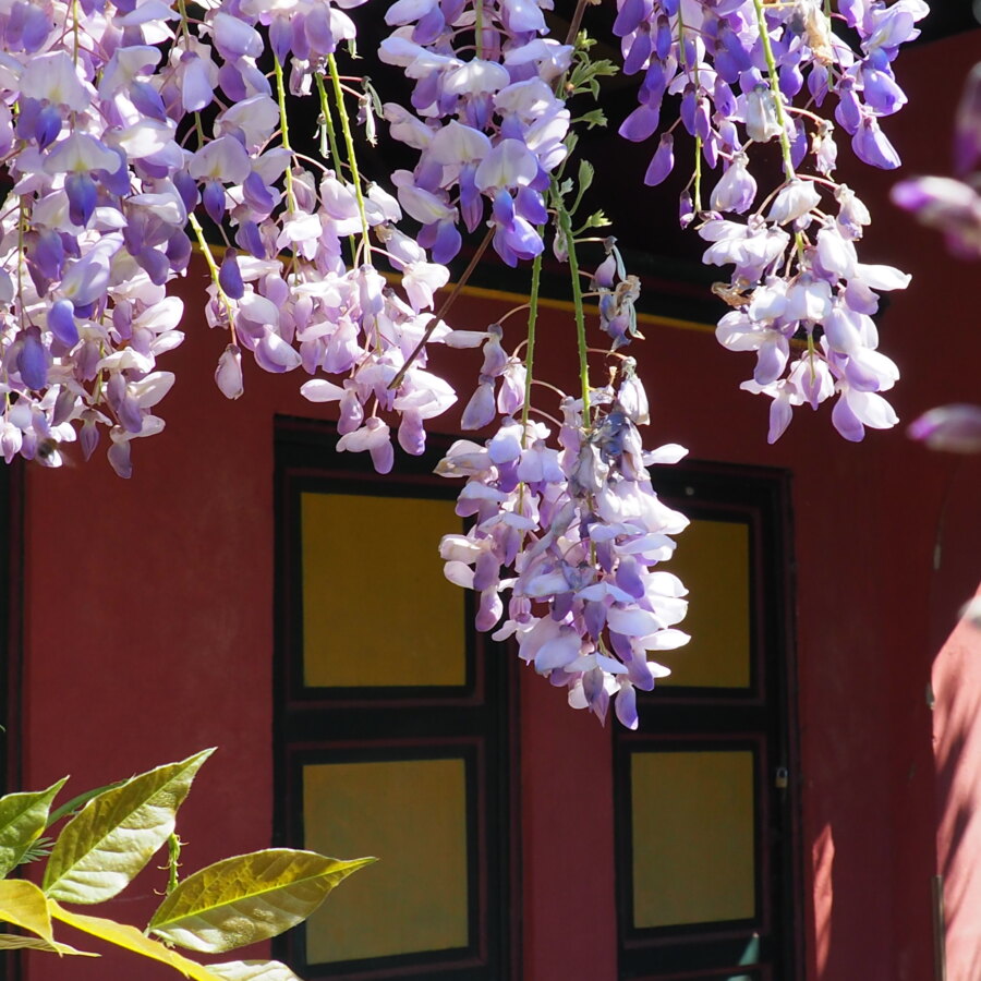 Glicine e ancora camelie: nuove fioriture