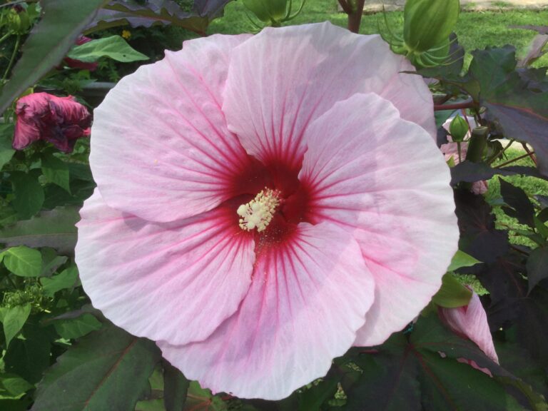 Hibiscus