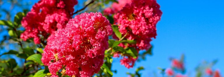 Crepe Myrtle