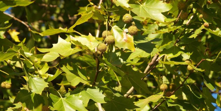 Plane Tree