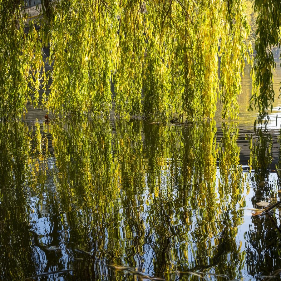 Salice Piangente percorso olfattivo di Villa Reale di Marlia