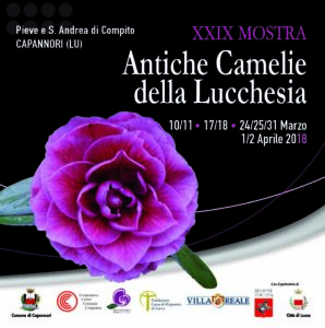 Mostra delle antiche camelie della Lucchesia 2018