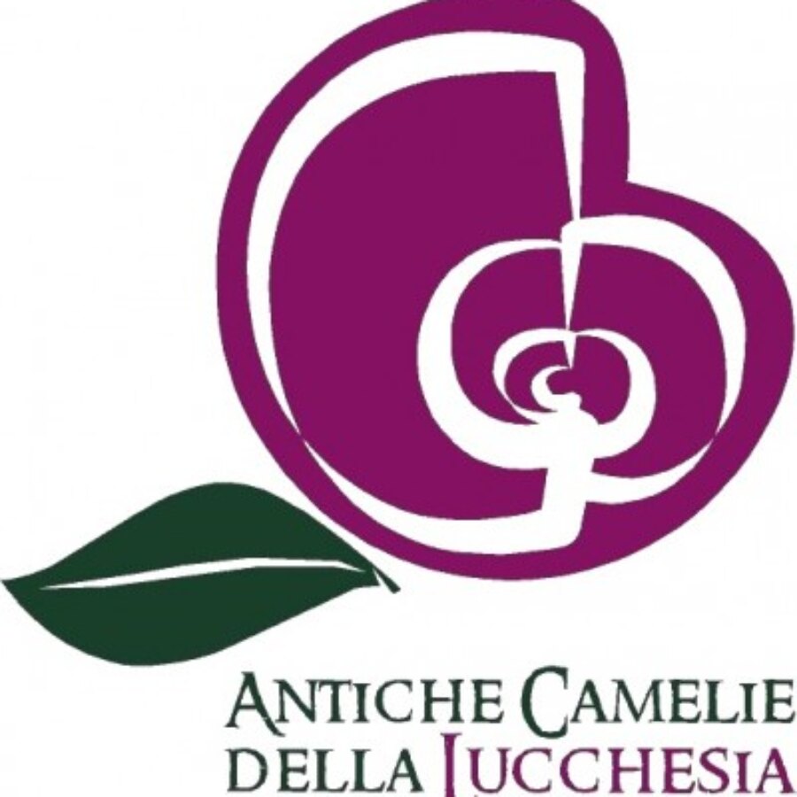 Le Camelie “si mettono in mostra”